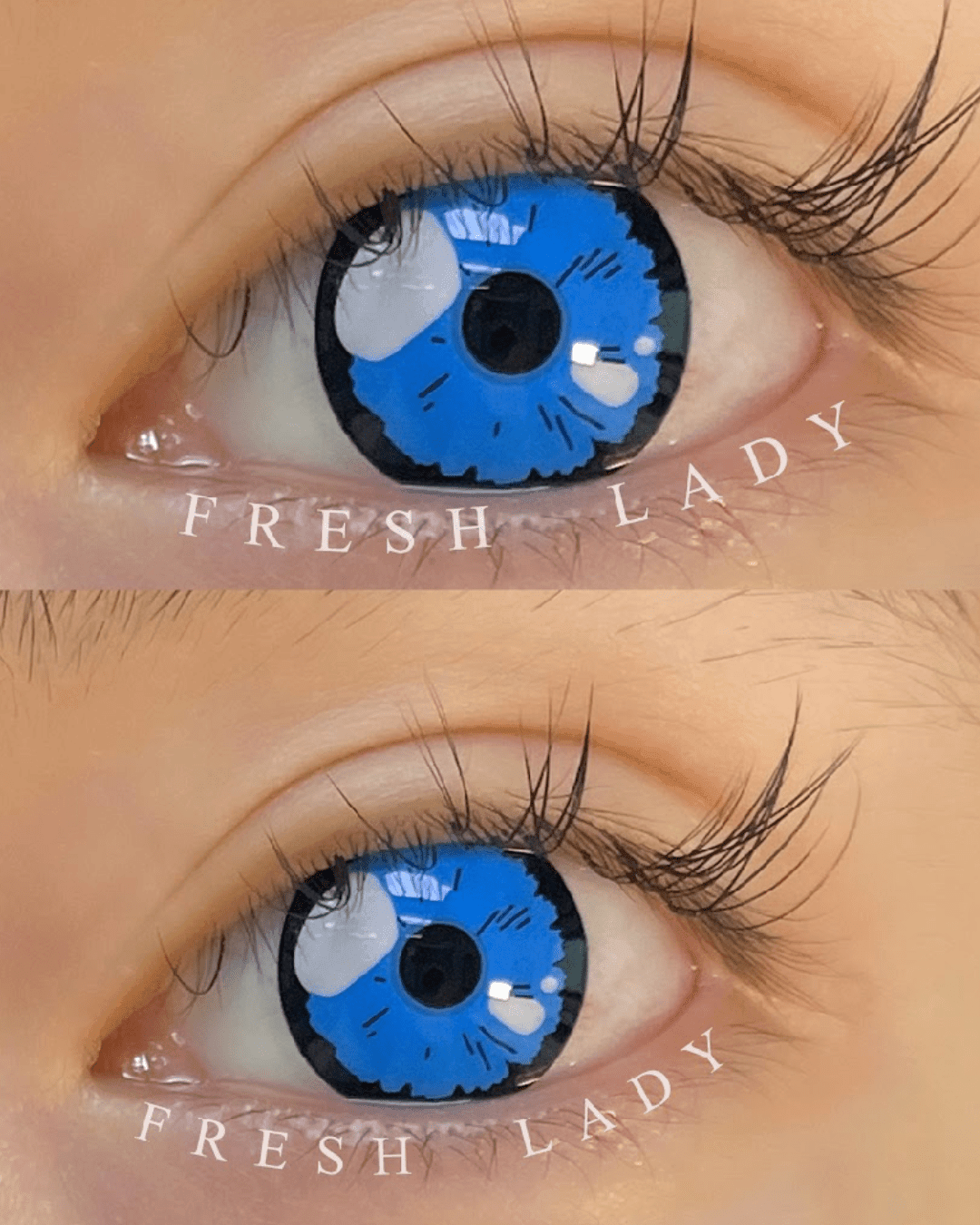 BLACK LOBELLA - BLUE